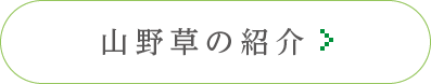 山野草の紹介