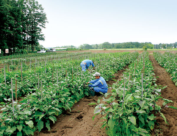 関連会社 農業生産法人有限会社「ぱぱな農園」設立