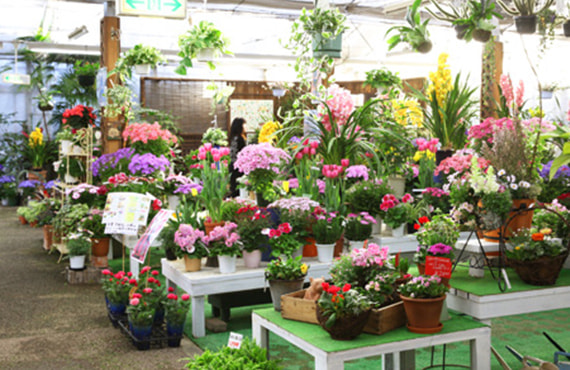 園芸事業（ハマ園芸株式会社）