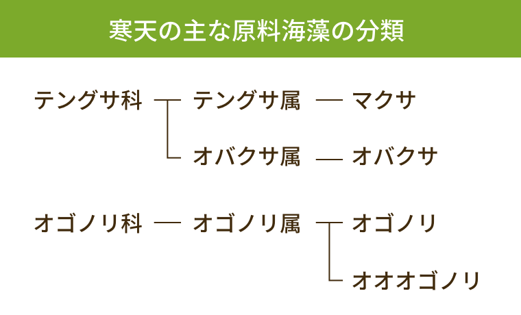 寒天の主な原料海藻の分類