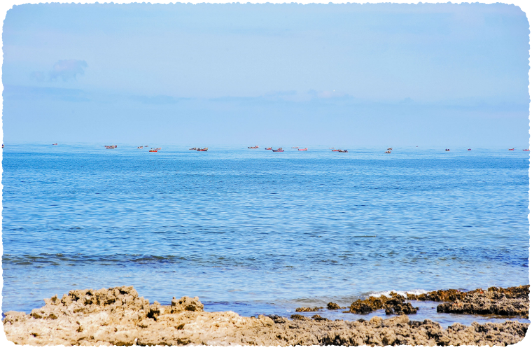 海藻の産地